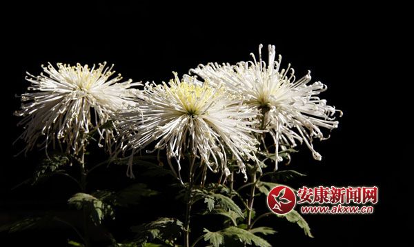 10京`ŵľջ鿶bȻһʒɪͼζɢl(f).jpg